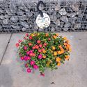 Afbeelding van Hp27 mono mix portulaca Actie